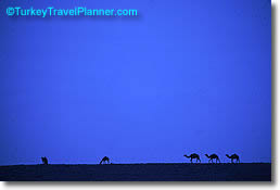 Blue Camels, Turkey