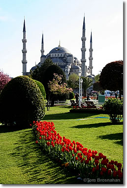Tulips & Blue Mosque, Istanbul, Turkey