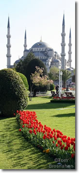 Sultanahmet (Blue) Mosque & Tulips, Istanbul, Turkey