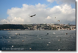 Seagulls on the Bosphorus, Istanbul, Turkey