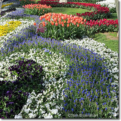 Flowers in Gülhane Parkı, Istanbul, Turkey