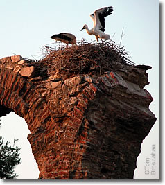 Storks, Selcuk, Turkey