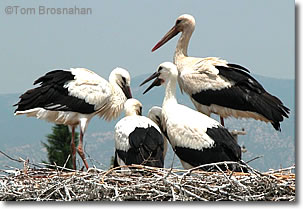 Storks in Selçuk (Ephesus), Turkey
