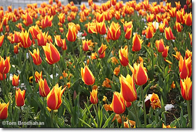 tulips0553bg