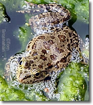 Sacred Pool Frog, Asclepion, Pergamum, Turkey