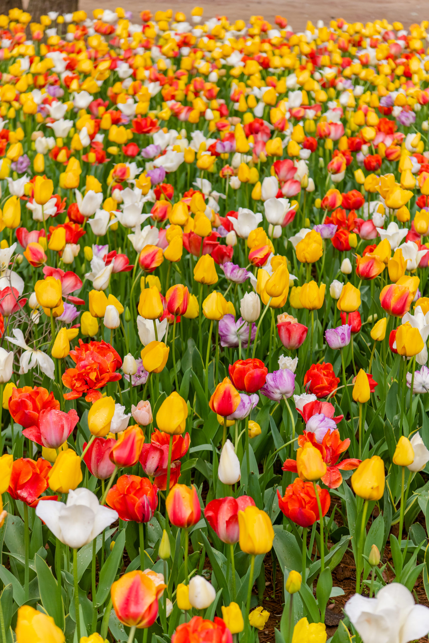 Various,Beautiful,Tulips,Are,Blooming,In,The,Garden