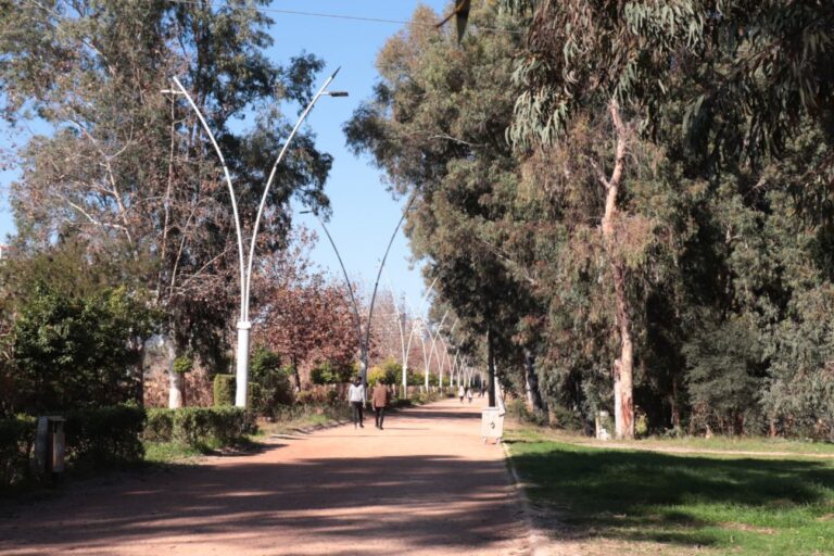Eucalyptus Forest